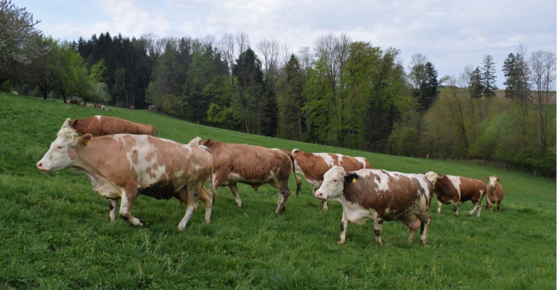 Rinder auf der Alm